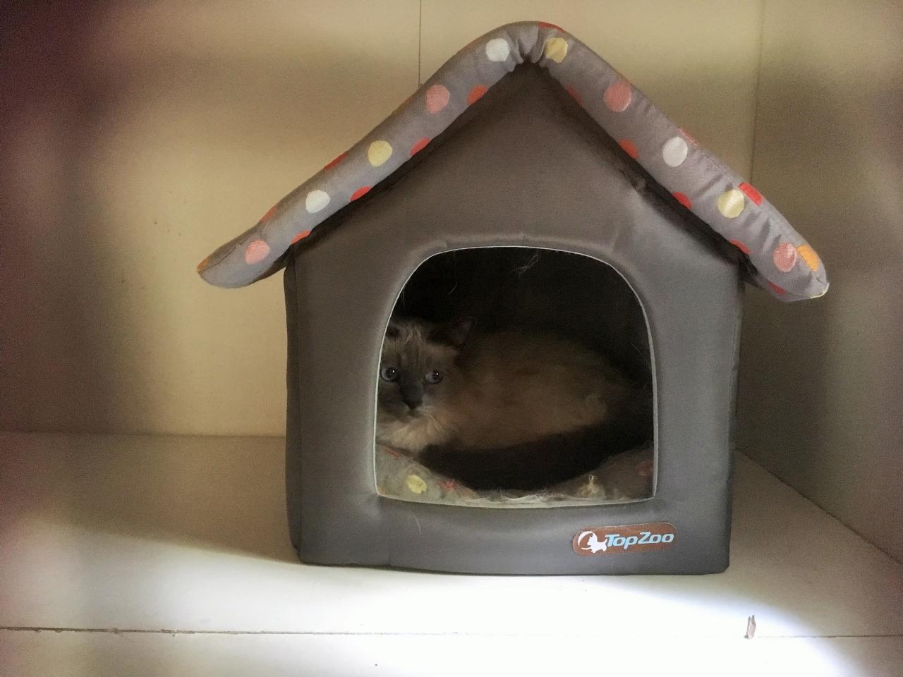 Le beau GOLIATH, un sacré de Birmanie