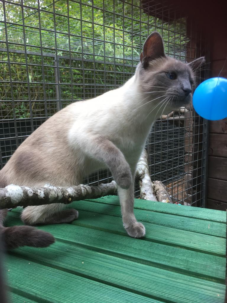 C'est quoi cette boule bleue?