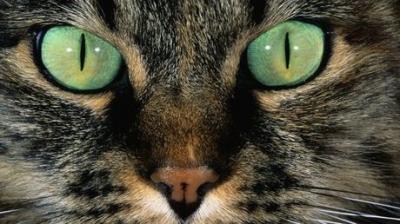 chat pension féline val de vergy proche dijon