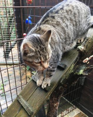chat pension féline val de vergy proche dijon