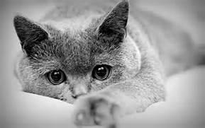 chat pension féline val de vergy proche dijon